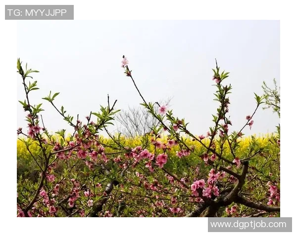 媒体人批评吹杨广告过度消费情感现象：此类广告背离真实引发争议